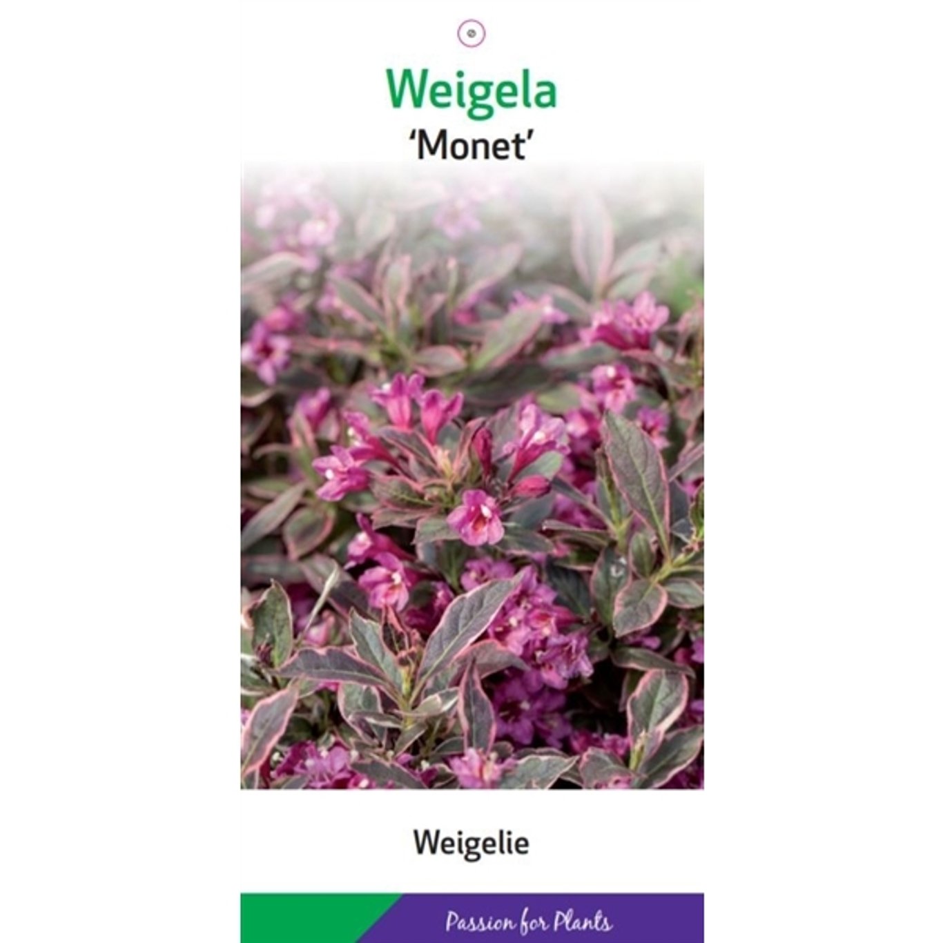 Weigela florida 'Monet' - C5 30-40 CM